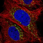 Atlas Antibodies Anti-LY75 Antibody