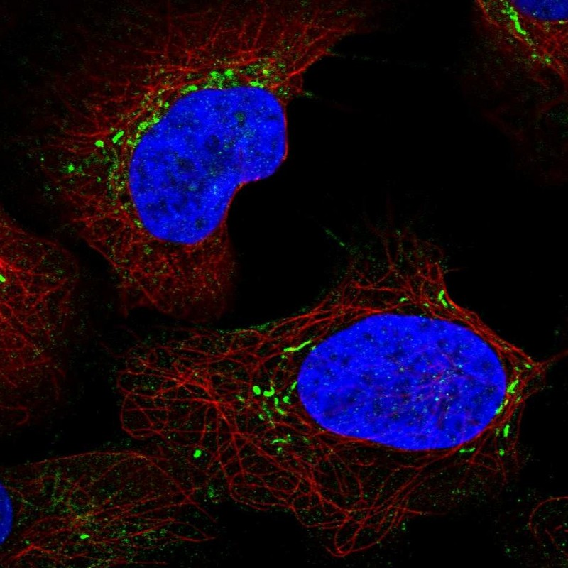 Atlas Antibodies Anti-LY96 Antibody