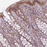 Atlas Antibodies Anti-LY75 Antibody