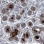 Atlas Antibodies Anti-LYG2 Antibody