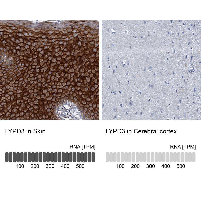 Atlas Antibodies Anti-LYPD3 Antibody
