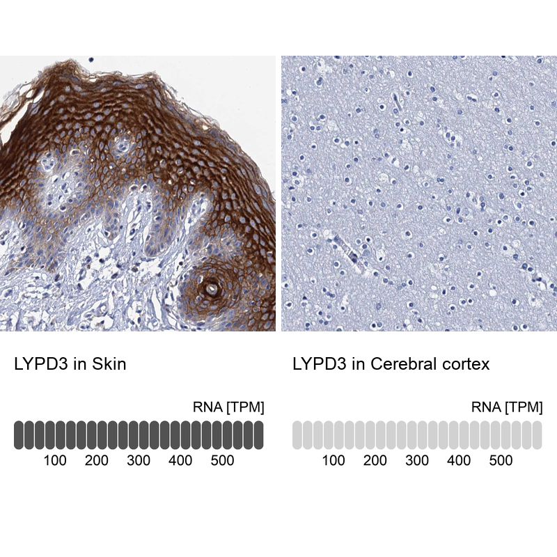 Atlas Antibodies Anti-LYPD3 Antibody