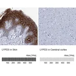 Atlas Antibodies Anti-LYPD3 Antibody