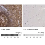 Atlas Antibodies Anti-LYN Antibody