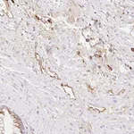 Atlas Antibodies Anti-LYVE1 Antibody