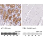 Atlas Antibodies Anti-LYZ Antibody