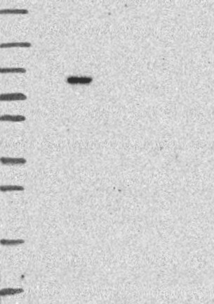 Atlas Antibodies Anti-LZTR1 Antibody