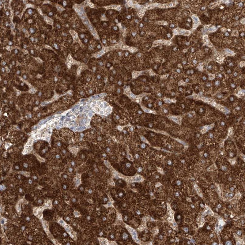Atlas Antibodies Anti-LZTS3 Antibody