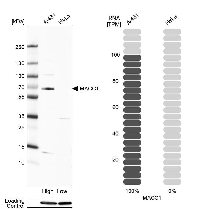 Atlas Antibodies Anti-MACC1 Antibody