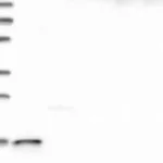 Atlas Antibodies Anti-MAD2L2 Antibody