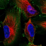 Atlas Antibodies Anti-MACF1 Antibody