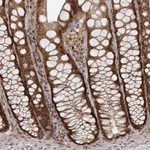 Atlas Antibodies Anti-MAEA Antibody