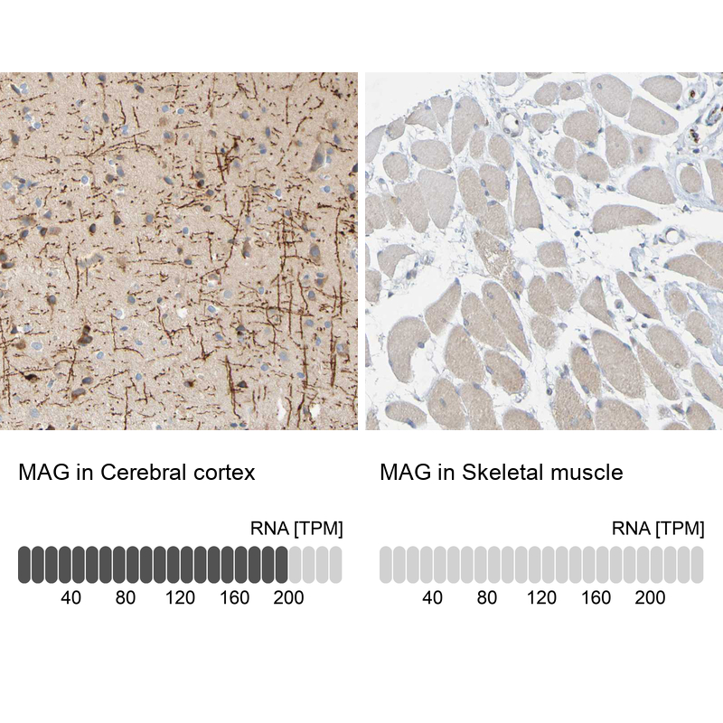 Atlas Antibodies Anti-MAG Antibody