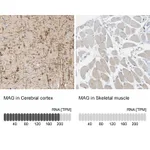 Atlas Antibodies Anti-MAG Antibody