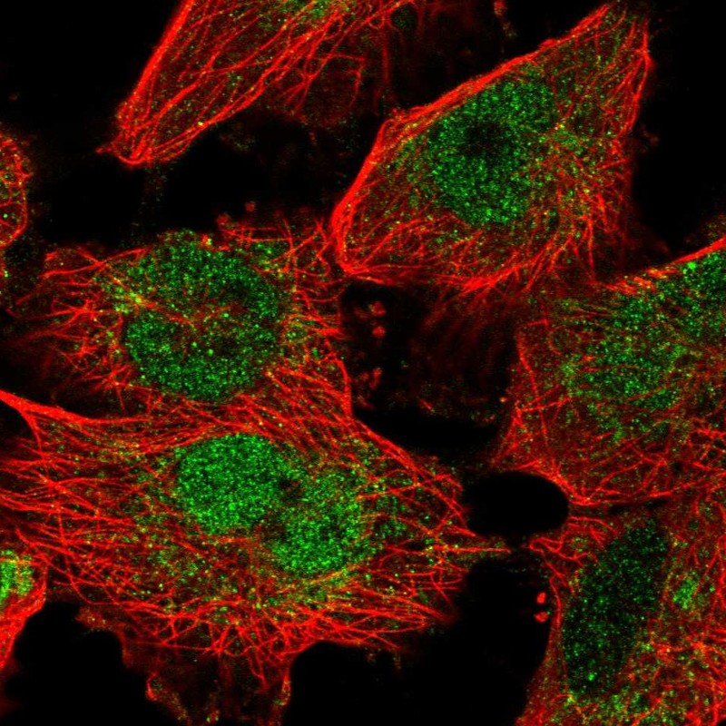 Atlas Antibodies Anti-MAFF Antibody