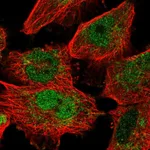 Atlas Antibodies Anti-MAFF Antibody