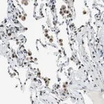 Atlas Antibodies Anti-MAFB Antibody