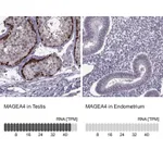Atlas Antibodies Anti-MAGEA4 Antibody