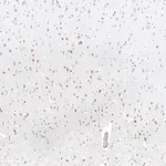 Atlas Antibodies Anti-MAGED4B Antibody