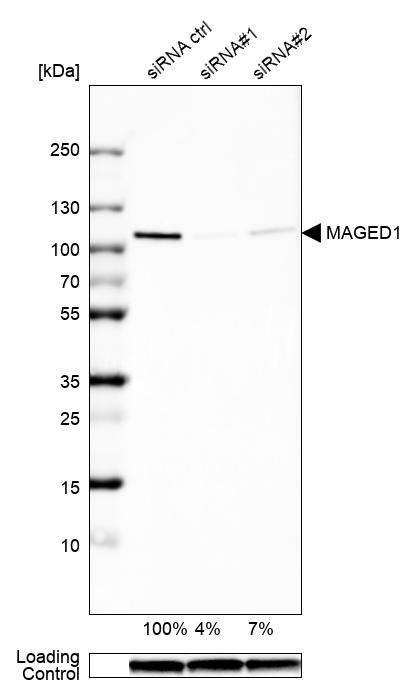 Atlas Antibodies Anti-MAGED1 Antibody