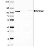 Atlas Antibodies Anti-MAGED1 Antibody