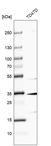 Atlas Antibodies Anti-MAGEF1 Antibody