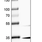 Atlas Antibodies Anti-MAGEF1 Antibody