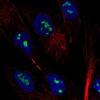 Atlas Antibodies Anti-MAGEH1 Antibody