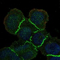 Atlas Antibodies Anti-MAGI1 Antibody