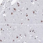 Atlas Antibodies Anti-MAGOH Antibody