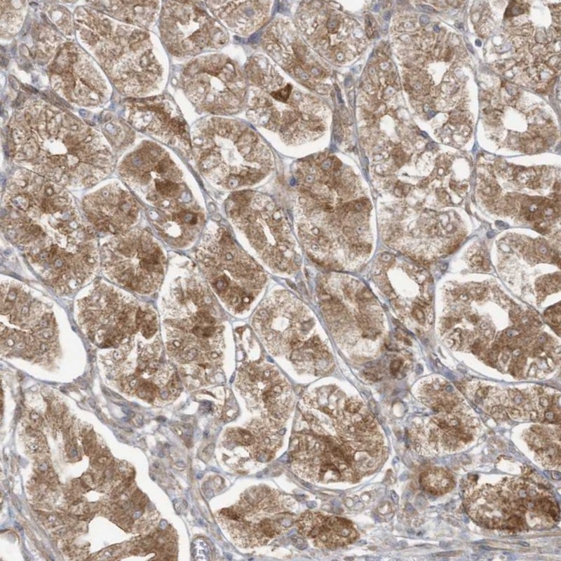 Atlas Antibodies Anti-MAGIX Antibody