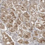 Atlas Antibodies Anti-MAGIX Antibody
