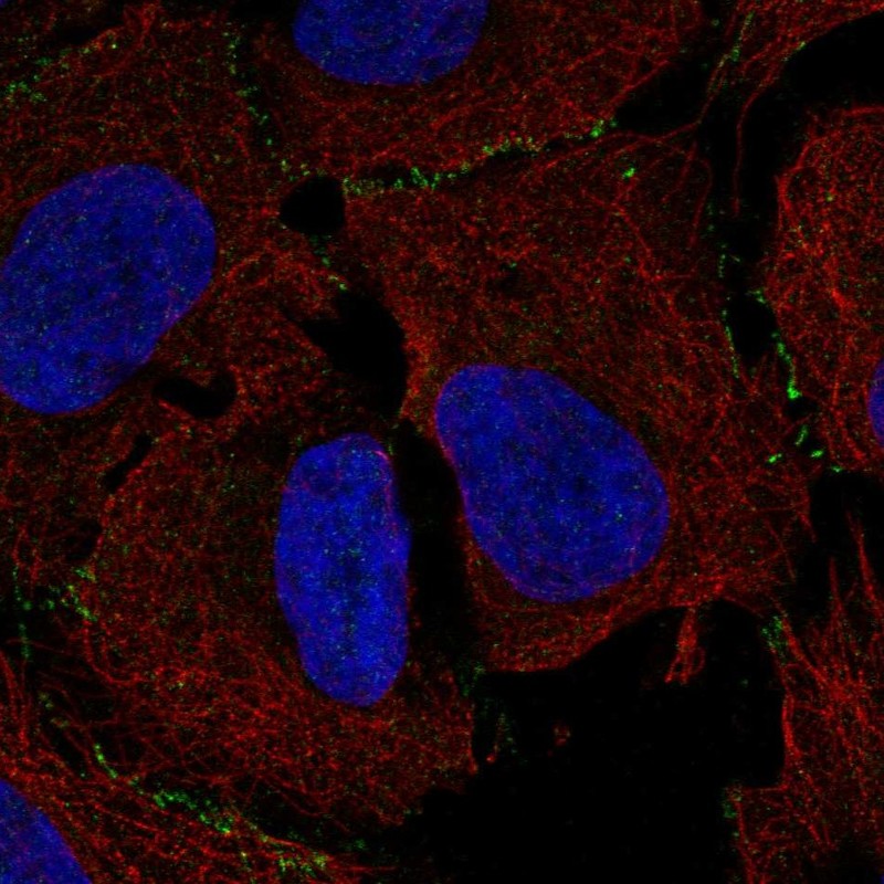 Atlas Antibodies Anti-MAGI3 Antibody