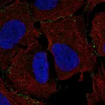 Atlas Antibodies Anti-MAGI3 Antibody