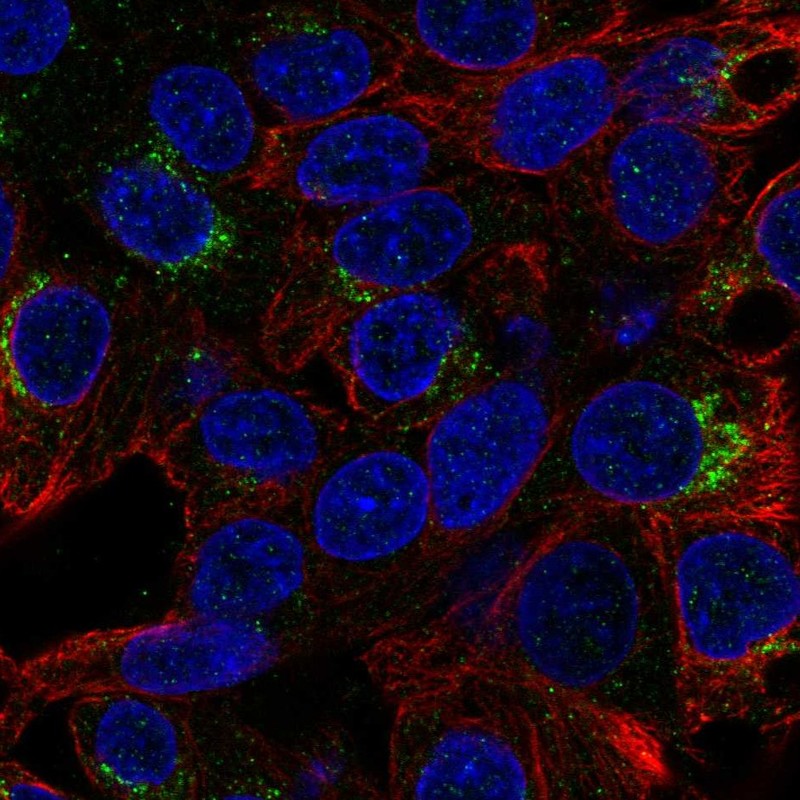 Atlas Antibodies Anti-MALRD1 Antibody