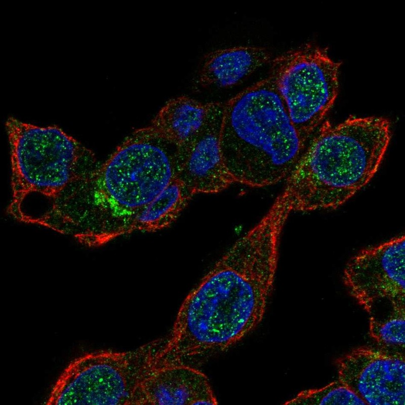 Atlas Antibodies Anti-MALRD1 Antibody
