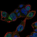 Atlas Antibodies Anti-MALRD1 Antibody