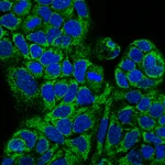 Atlas Antibodies Anti-MAIP1 Antibody