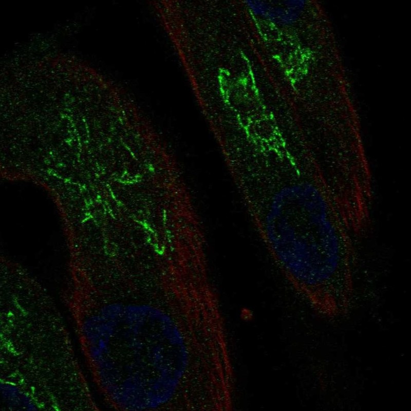 Atlas Antibodies Anti-MAL Antibody