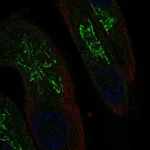 Atlas Antibodies Anti-MAL Antibody