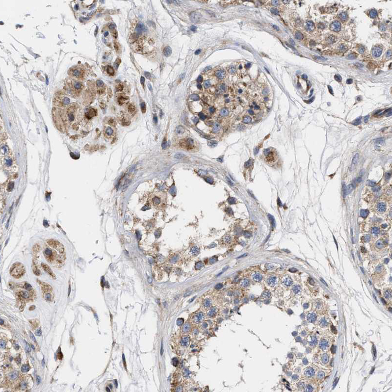 Atlas Antibodies Anti-MALSU1 Antibody