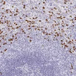 Atlas Antibodies Anti-MAMDC4 Antibody
