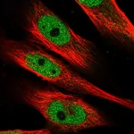 Atlas Antibodies Anti-MAML1 Antibody