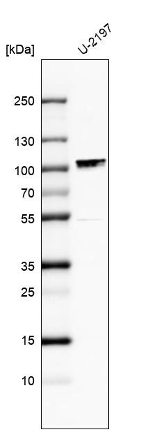 Atlas Antibodies Anti-MAMLD1 Antibody