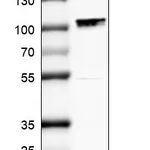 Atlas Antibodies Anti-MAMLD1 Antibody