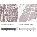 Atlas Antibodies Anti-MAML3 Antibody