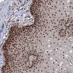 Atlas Antibodies Anti-MAML1 Antibody