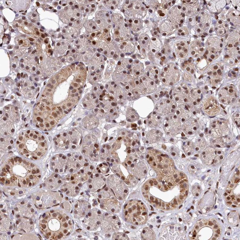 Atlas Antibodies Anti-MAML2 Antibody