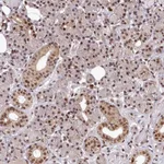 Atlas Antibodies Anti-MAML2 Antibody