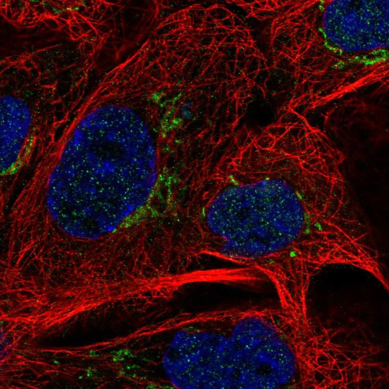 Atlas Antibodies Anti-MAN1A2 Antibody